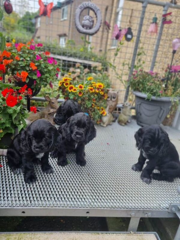 Cocker Spaniel Puppies for Sale - Image 2 of 3