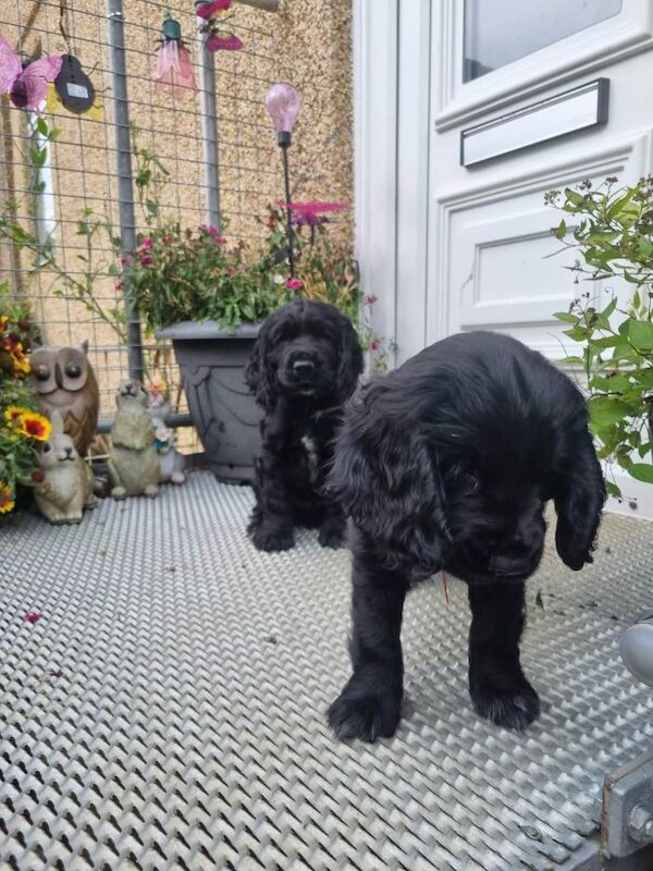 Cocker Spaniel Puppies for Sale - Image 3 of 3