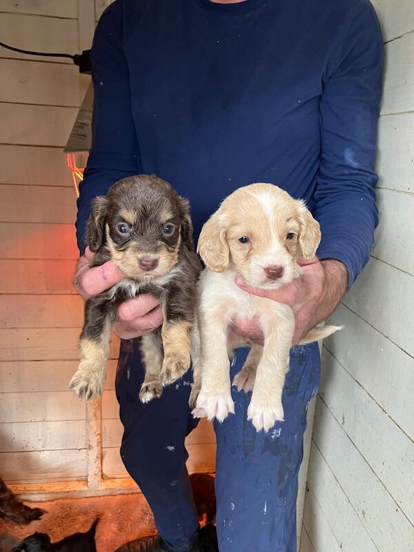 Cocker Spaniel puppies for sale in Bedlington, Northumberland – 8 weeks old