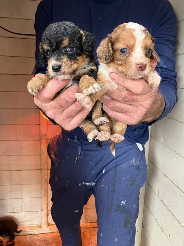 Cocker spaniel puppies for sale 9 Girls and 1 boy - Image 2 of 3