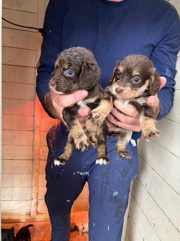 Cocker spaniel puppies for sale 9 Girls and 1 boy - Image 3 of 3