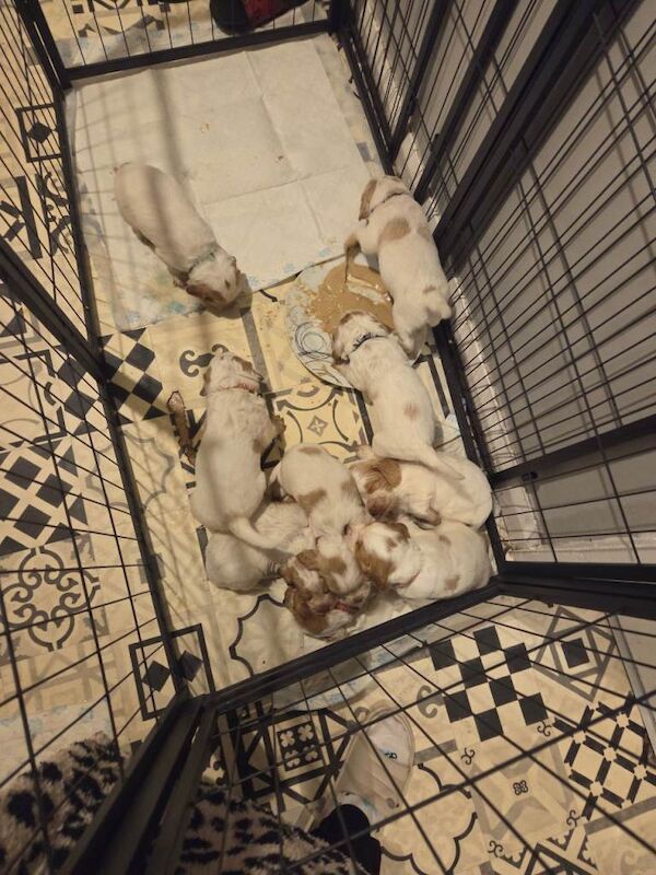 Cocker Spaniel puppies for sale in Hexham, Northumberland – 4 weeks old