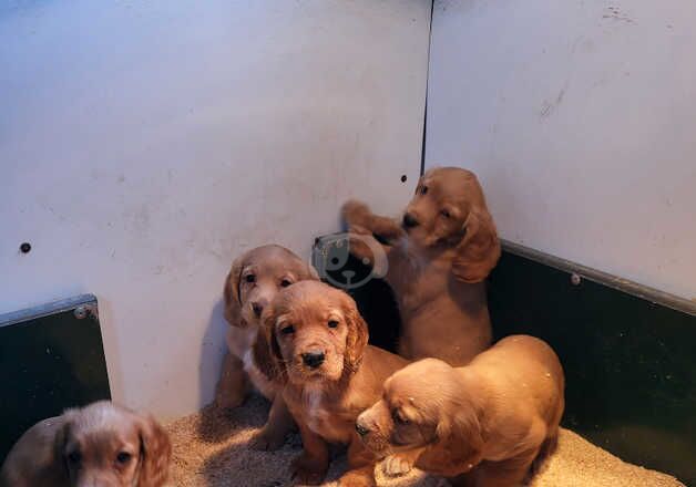 Cocker Spaniel puppies for sale in Ayr, South Ayrshire – 1 year old - Image 2 of 5