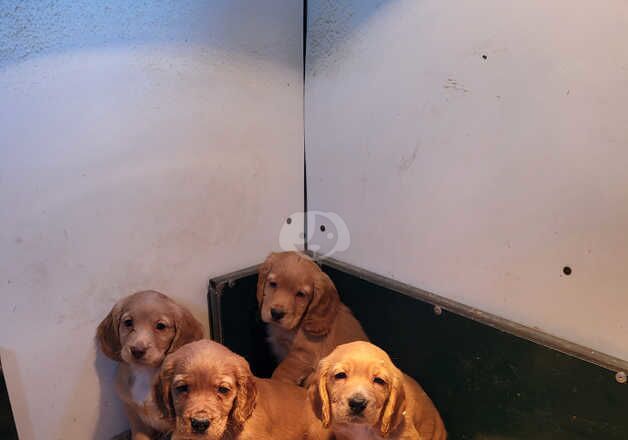 Cocker Spaniel puppies for sale in Ayr, South Ayrshire – 1 year old - Image 3 of 5