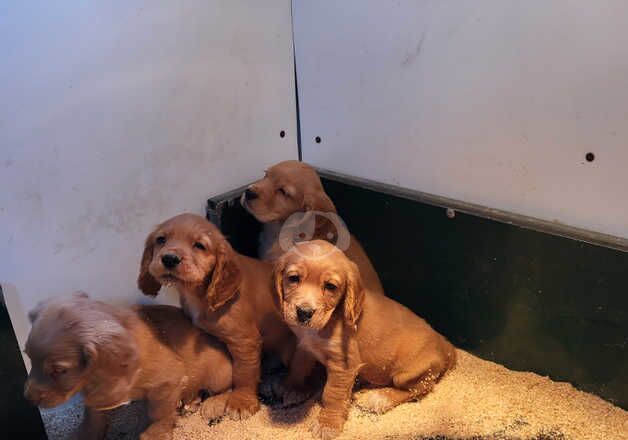 Cocker Spaniel puppies for sale in Ayr, South Ayrshire – 1 year old - Image 4 of 5