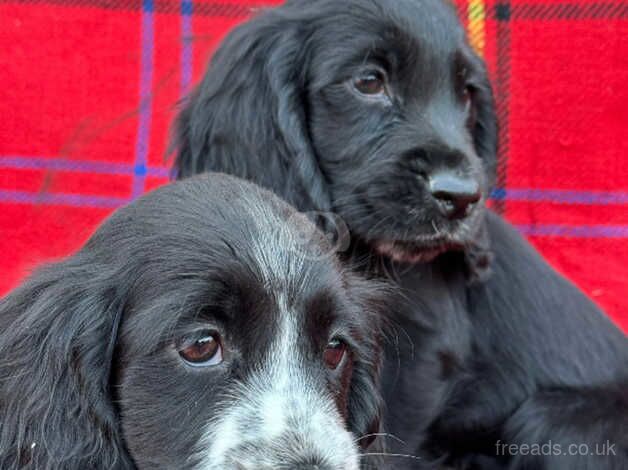 Cocker spaniel puppies for sale in Beccles, Suffolk - Image 1