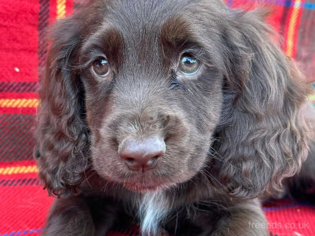Cocker spaniel puppies for sale in Beccles, Suffolk - Image 3