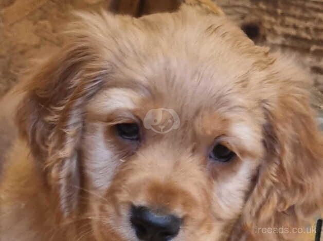 Cocker spaniel puppies for sale in Beccles, Suffolk - Image 4