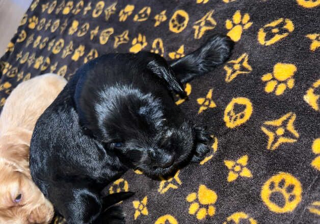 Cocker Spaniel puppies for sale in Birmingham, West Midlands – 1 year old - Image 2 of 3