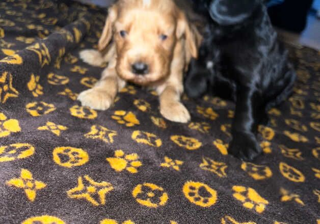 Cocker Spaniel puppies for sale in Birmingham, West Midlands – 1 year old - Image 3 of 3