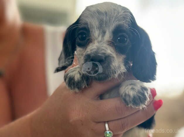 Cocker Spaniel puppies for sale in Bridport, Dorset – 1 year old - Image 2 of 5
