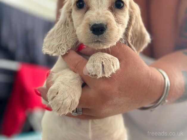 Cocker Spaniel puppies for sale in Bridport, Dorset – 1 year old - Image 4 of 5