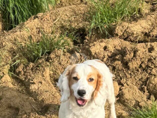 Cocker Spaniel puppies for sale in Bridport, Dorset – 1 year old - Image 5 of 5