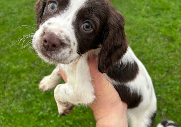 Cocker Spaniel puppies for sale in Colchester, Essex – 1 year old - Image 1 of 2
