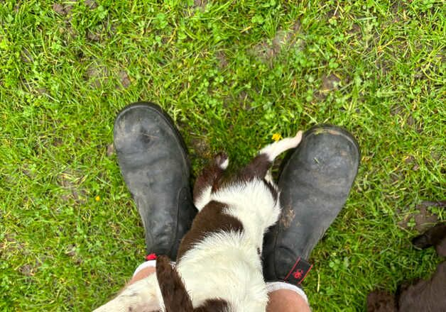 Cocker Spaniel puppies for sale in Colchester, Essex – 1 year old - Image 2 of 2