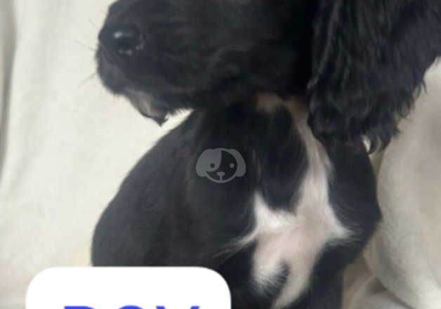 Cocker Spaniel puppies for sale in Epsom, Surrey – 1 year old - Image 1 of 5