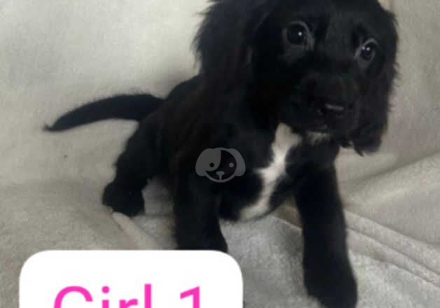 Cocker Spaniel puppies for sale in Epsom, Surrey – 1 year old - Image 2 of 5