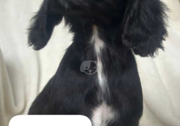 Cocker Spaniel puppies for sale in Epsom, Surrey – 1 year old - Image 3 of 5