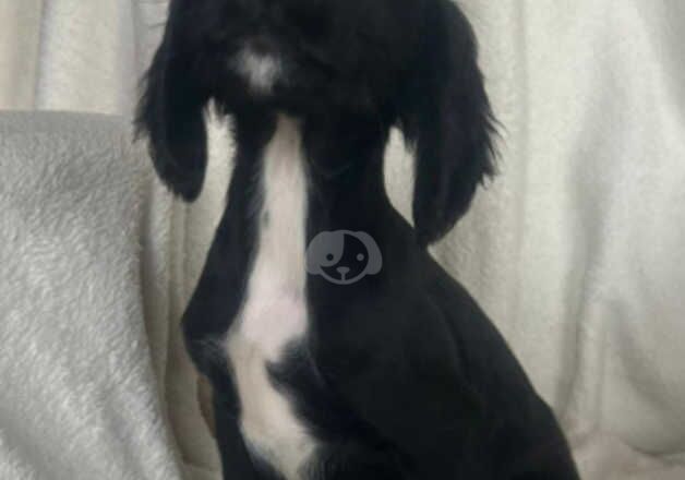Cocker Spaniel puppies for sale in Epsom, Surrey – 1 year old - Image 5 of 5