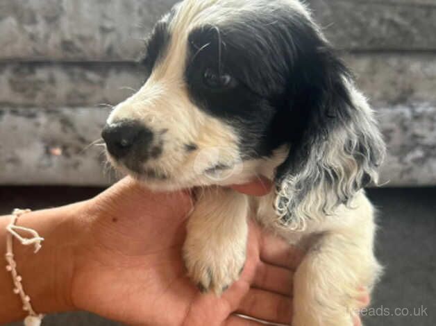Cocker Spaniel puppies for sale in Esher, Surrey – 1 year old - Image 1 of 5