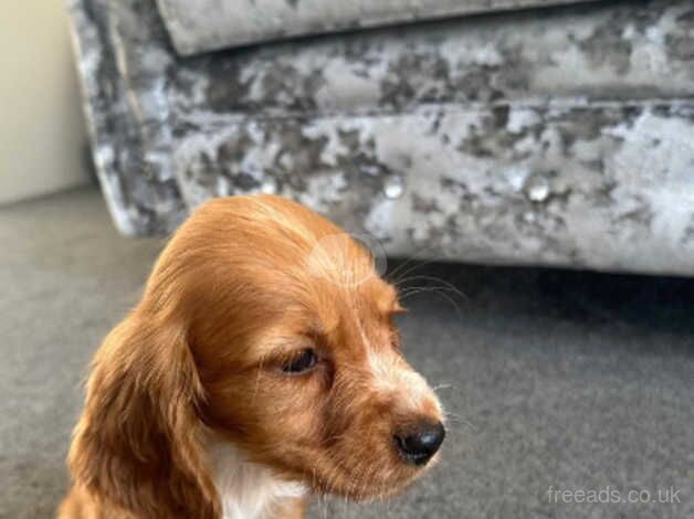 Cocker Spaniel puppies for sale in Esher, Surrey – 1 year old - Image 3 of 5