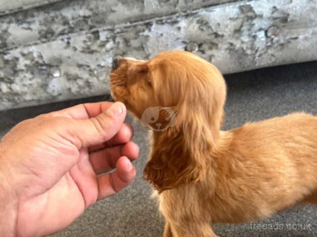 Cocker Spaniel puppies for sale in Esher, Surrey – 1 year old - Image 4 of 5
