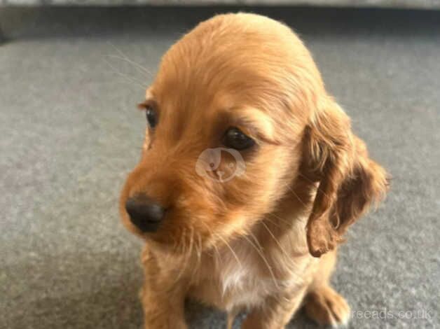 Cocker Spaniel puppies for sale in Esher, Surrey – 1 year old - Image 5 of 5