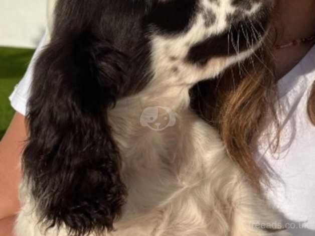 Cocker Spaniel puppies for sale in Gloucester, Gloucestershire – 1 year old - Image 3 of 5