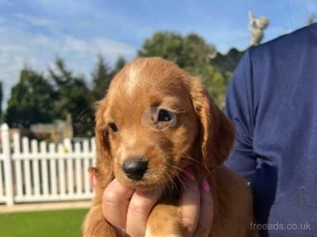 Cocker Spaniel puppies for sale in Gloucester, Gloucestershire – 1 year old - Image 4 of 5