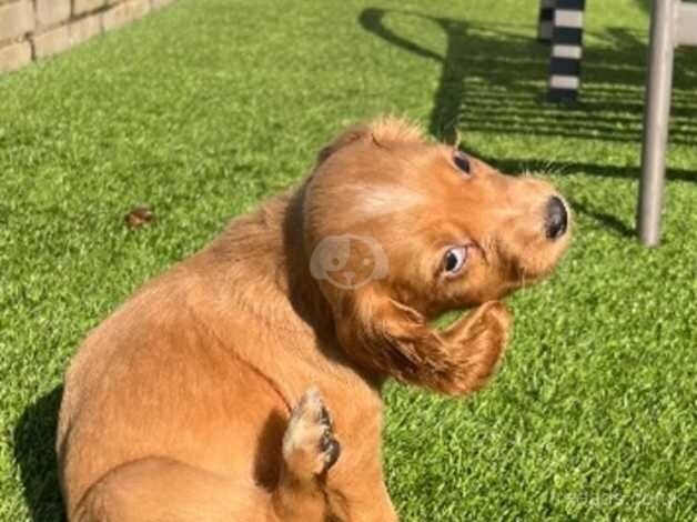 Cocker Spaniel puppies for sale in Gloucester, Gloucestershire – 1 year old - Image 5 of 5