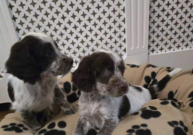 Cocker Spaniel puppies for sale in Ilford, Redbridge, Greater London – 1 year old - Image 2 of 2