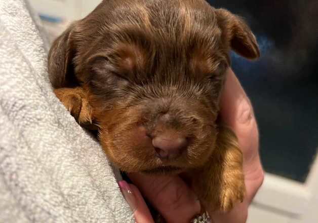 Cocker Spaniel puppies for sale in St Neots, Cambridgeshire – 1 year old - Image 1 of 3