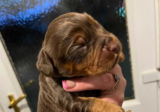 Cocker Spaniel puppies for sale in St Neots, Cambridgeshire – 1 year old - Image 2 of 3