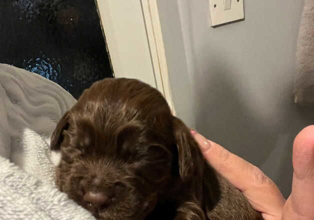 Cocker Spaniel puppies for sale in St Neots, Cambridgeshire – 1 year old - Image 3 of 3