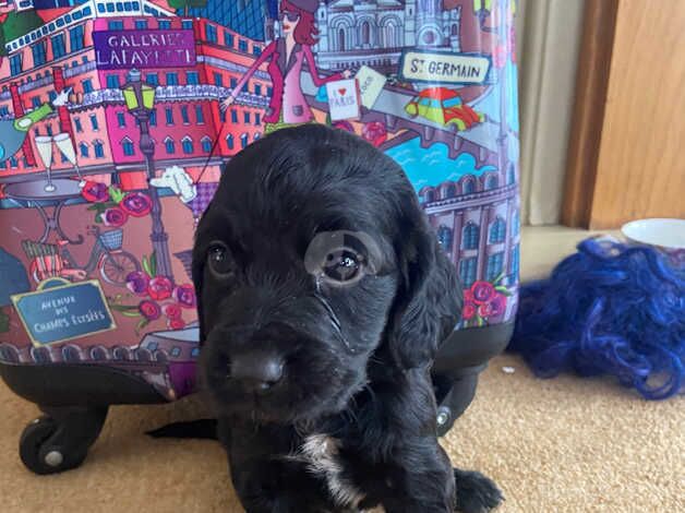 Cocker Spaniel puppies for sale in Watford, Hertfordshire – 1 year old - Image 2 of 4