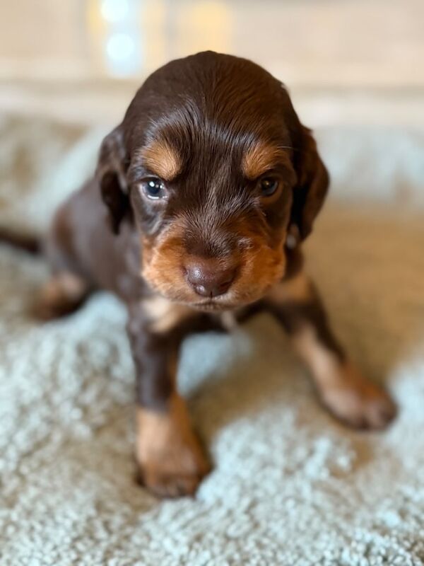 Cocker Spaniel Puppies For Sale