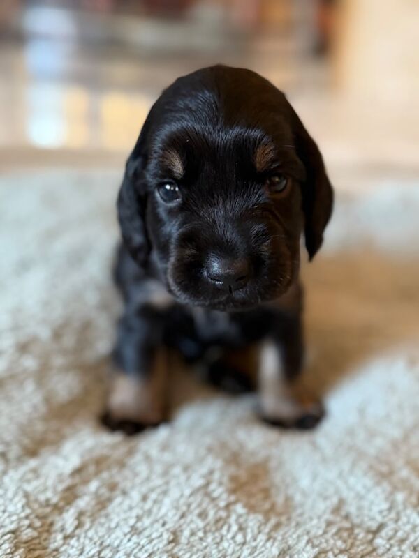 Cocker Spaniel puppies for sale in Bramley, West Yorkshire – 4 weeks old - Image 2 of 3