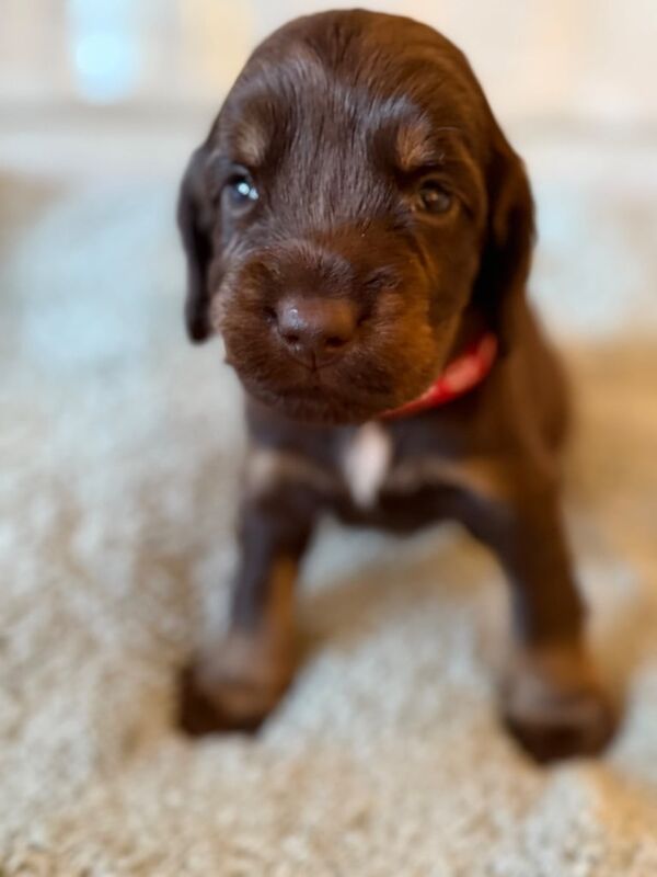 Cocker Spaniel puppies for sale in Bramley, West Yorkshire – 4 weeks old - Image 3 of 3
