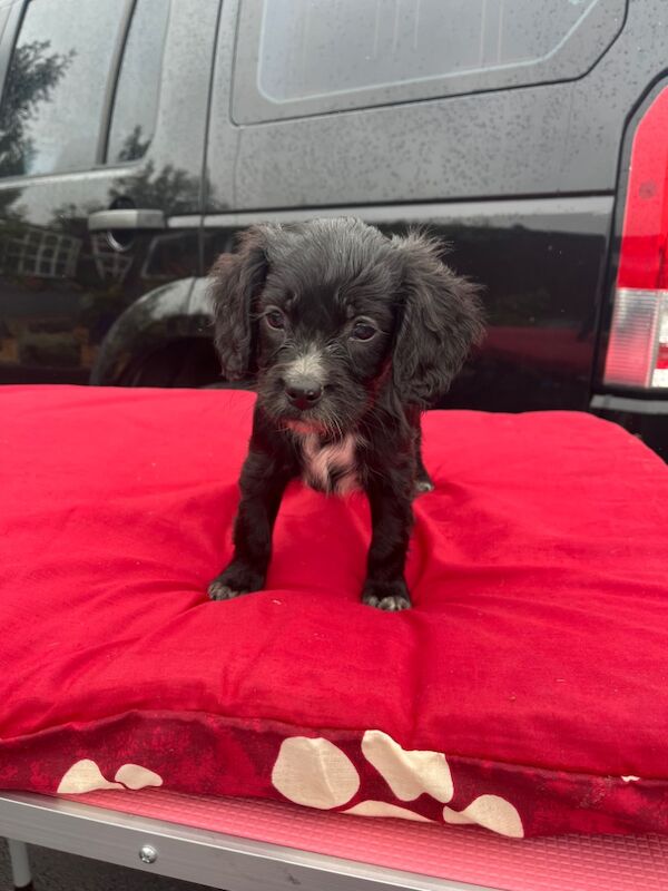 Cocker Spaniel puppies for sale in Westbury, Wiltshire – 8 weeks old