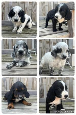 Cocker Spaniel puppies for sale in Frome, Somerset – 1 year old - Image 2 of 2