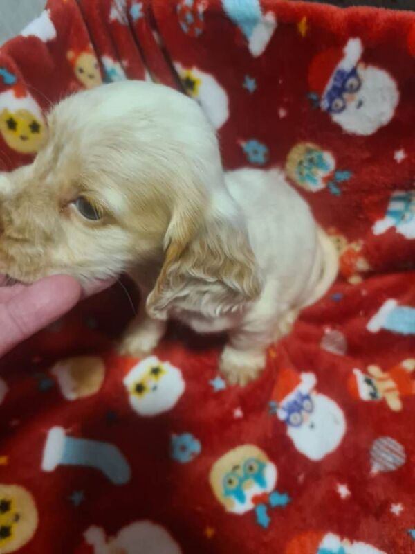 Cocker Spaniel puppies for sale in Merthyr Tydfil / Merthyr Tudful, Mid Glamorgan – 7 weeks old - Image 2 of 6