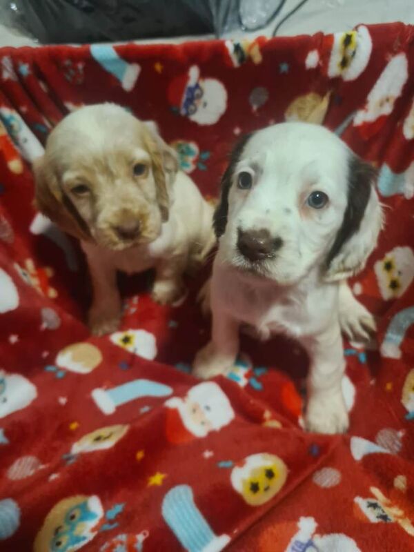 Cocker Spaniel puppies for sale in Merthyr Tydfil / Merthyr Tudful, Mid Glamorgan – 7 weeks old - Image 3 of 6