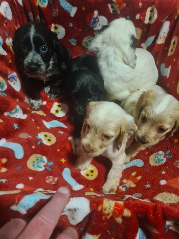 Cocker Spaniel puppies for sale in Merthyr Tydfil / Merthyr Tudful, Mid Glamorgan – 7 weeks old - Image 4 of 6