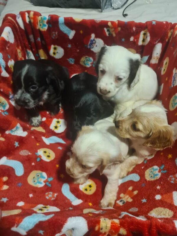 Cocker Spaniel puppies for sale in Merthyr Tydfil / Merthyr Tudful, Mid Glamorgan – 7 weeks old - Image 5 of 6