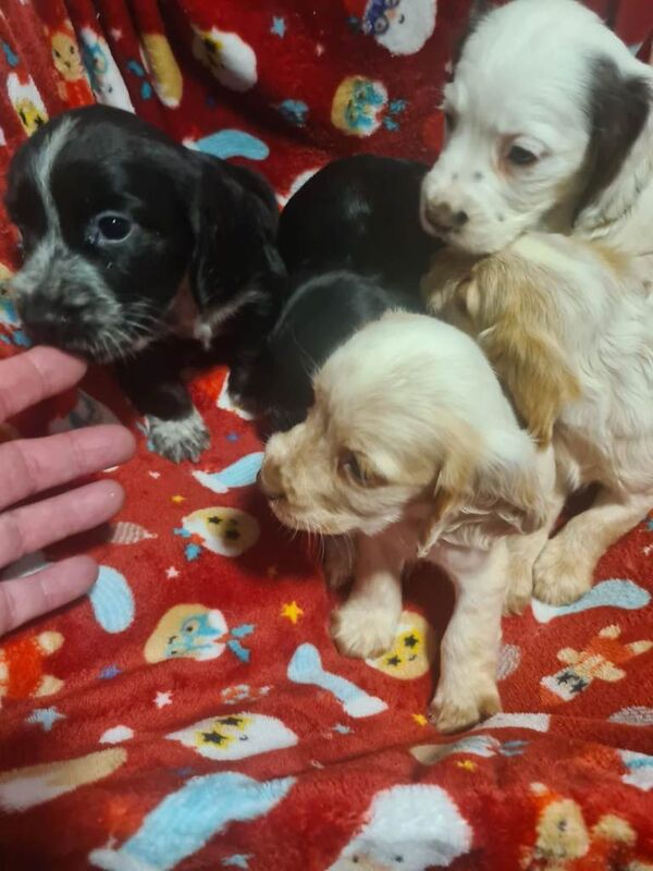 Cocker Spaniel puppies for sale in Merthyr Tydfil / Merthyr Tudful, Mid Glamorgan – 7 weeks old - Image 6 of 6