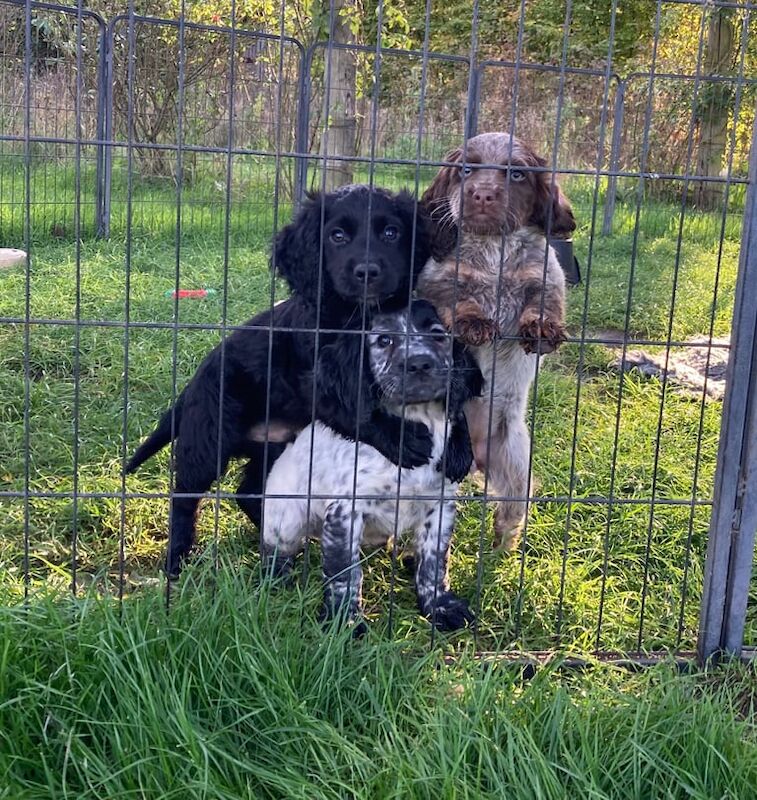 Cocker Spaniel puppies for sale in Saxmundham, Suffolk – 10 weeks old