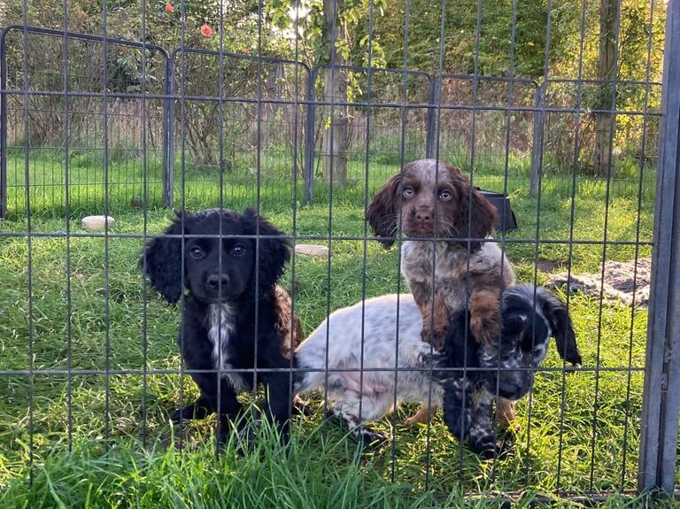 Cocker Spaniel puppies for sale in Saxmundham, Suffolk – 10 weeks old - Image 2 of 3