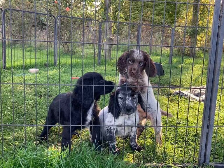 Cocker Spaniel puppies for sale in Saxmundham, Suffolk – 10 weeks old - Image 3 of 3