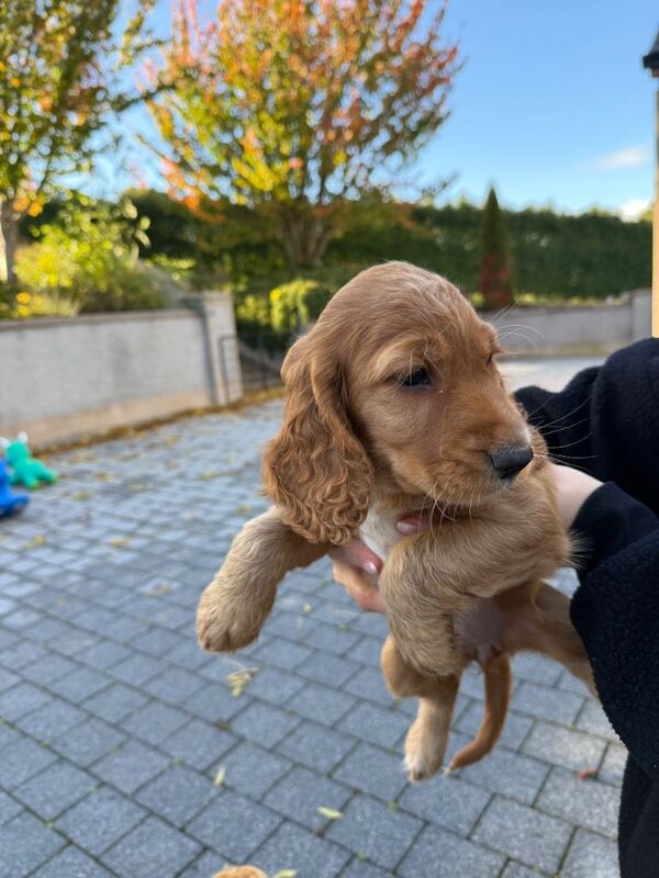 Cocker spaniel puppies one left