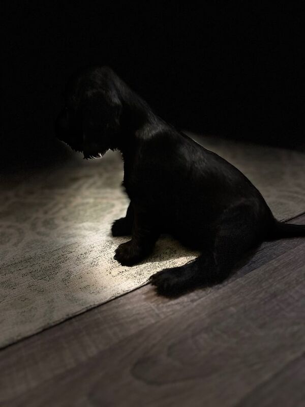 Cocker Spaniel puppies for sale in Banff, Banffshire – 6 weeks old - Image 2 of 3